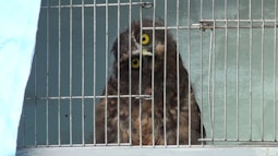 Owl Caged