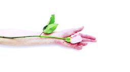 A pink rose rests in a hand with the stem sitting on their forearm.