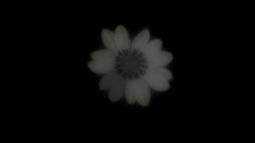 A white flower appears blurred and faint surrounded by black.