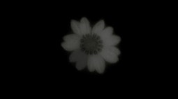 A white flower appears blurred and faint surrounded by black.
