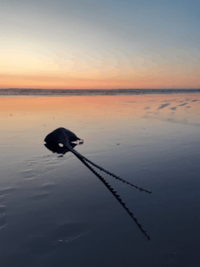 The silhoutte of a branch or shell or string-ray sits against the sky mirrored onto the sand at sunset at the beach