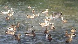 Birds