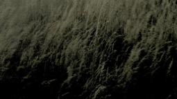 Long field grasses sway in dim evening light.