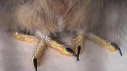 Owl Breathing