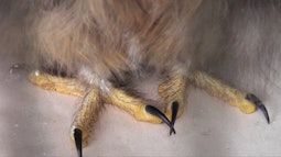 An owls feet stick out beneath their feathery body.