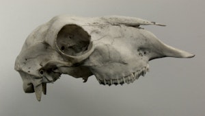 An dry white animal skull hovers against a plain white background.