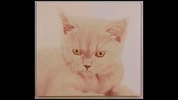 A painting of a white cat, it has fierce yellow eyes that stare out of the frame.