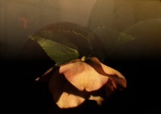 A peony flower droops, sun hitting its petals, in this dreamy feeling image