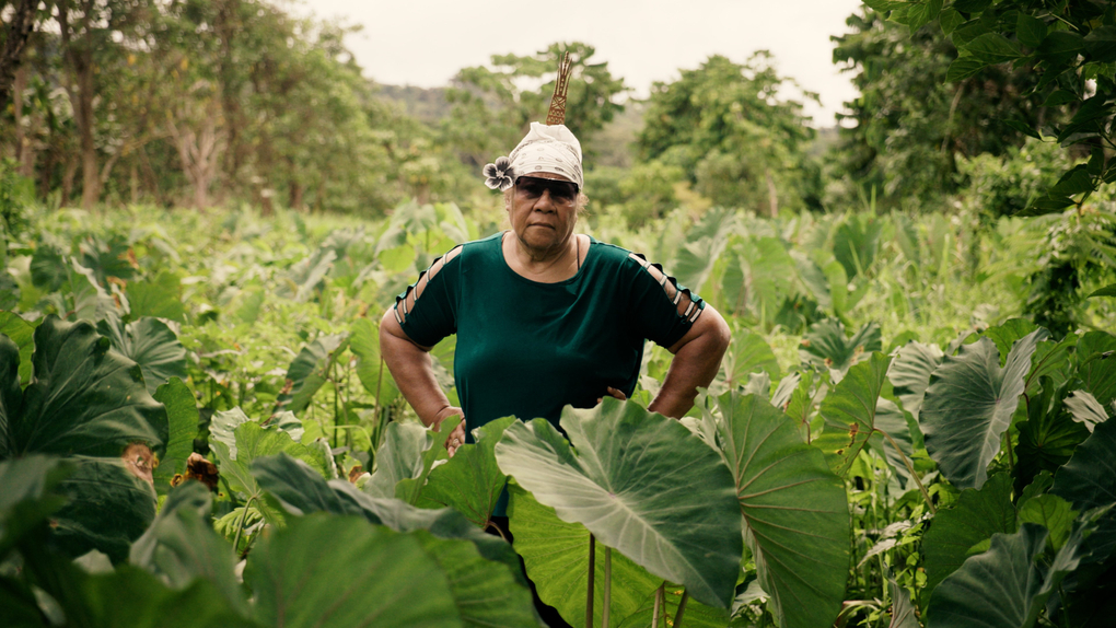 A woman in a bandana, large sunglasses and flower behind her ear stands in a lush green field of taro