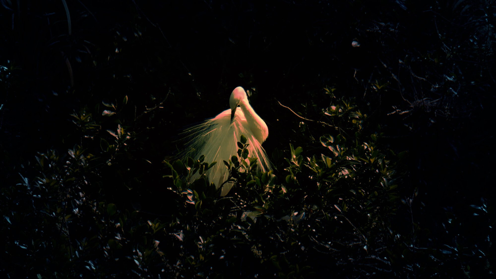 Film still of a Kōtuku, or white heron in the bush in deep shadow. The reflected light glows with an orange hue to create a mystical atmosphere