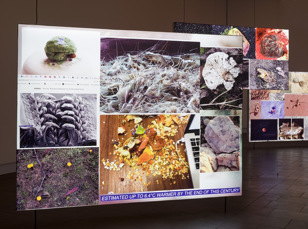 Alicia's work is shown on a large screen, we can see many images together including articles from the internet on 'How the wandering meatloaf got its name" next to an image of the gills of a mushroom, and daffodils growing from the wet earth, a mess of egg shells and mandarin skins, text that reads "Estimated up to 6.4°C warmer by the end of the century”