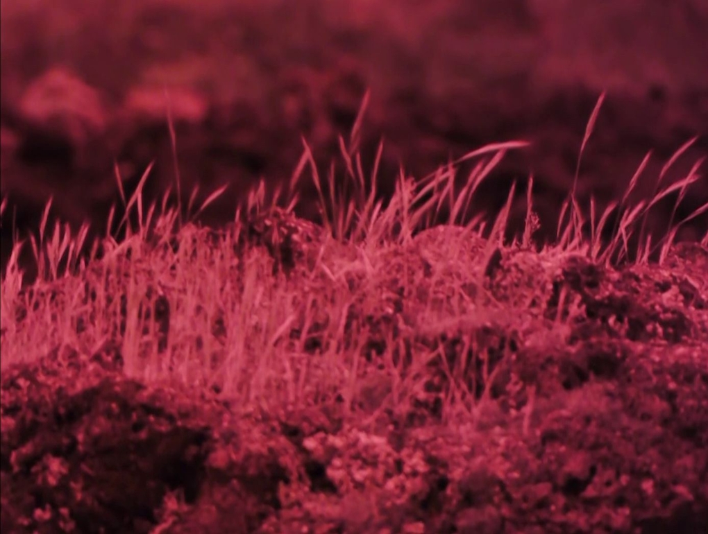 A dark-red hued close up of grass and soil or moss