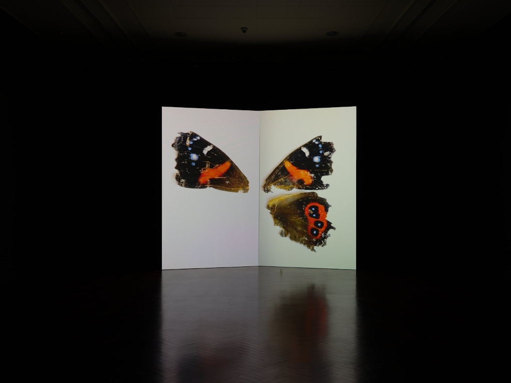 A projected image of butterfly wings on a large structure that resembles an open book