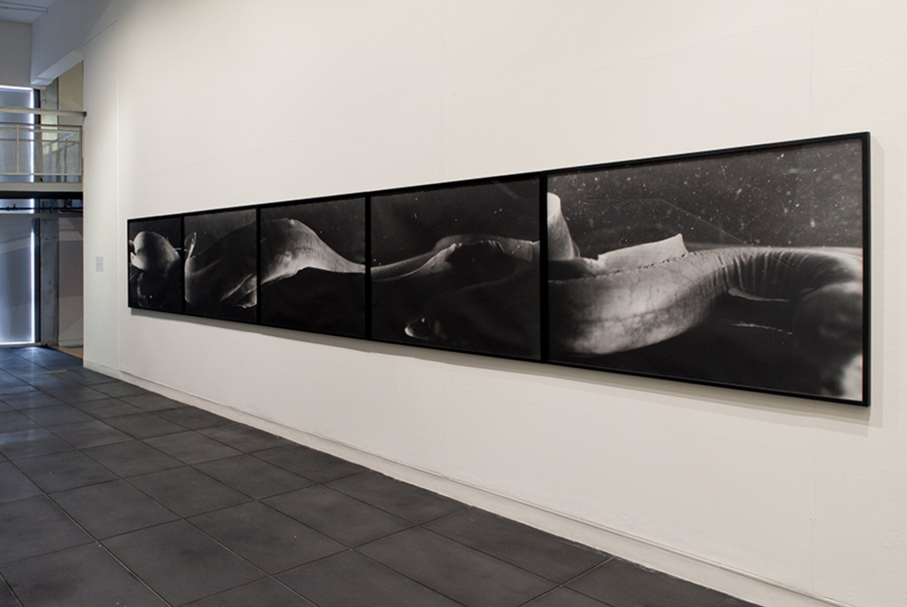 Five black and white close ups of eels under water in black frames