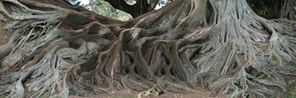 A digital composite image of tree roots