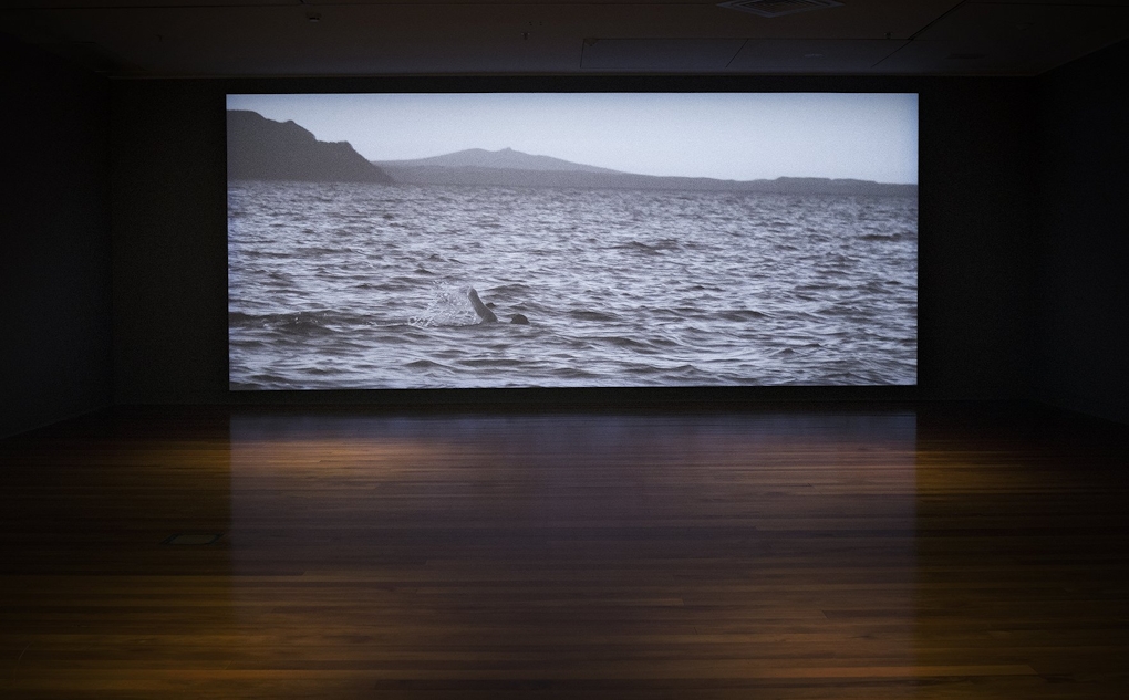 An installation view of a moving image artwork in a gallery that is black and white and show a swimming in a lake