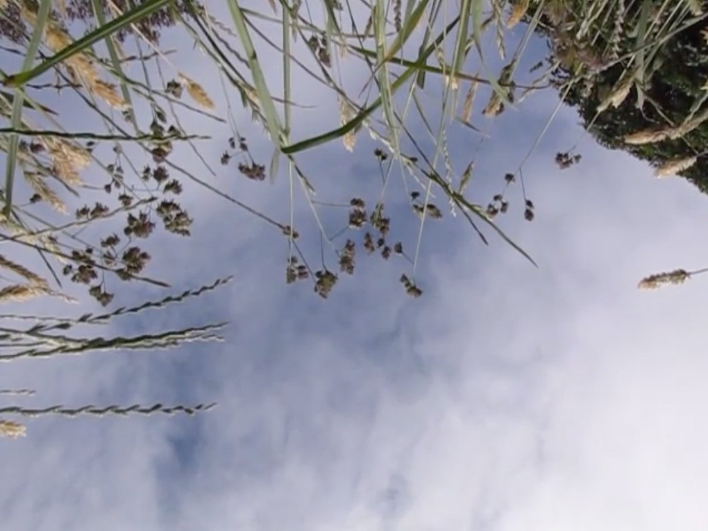 An idyllic shot of the blue sky and clouds framed by the swaying grass surrounding the photographer