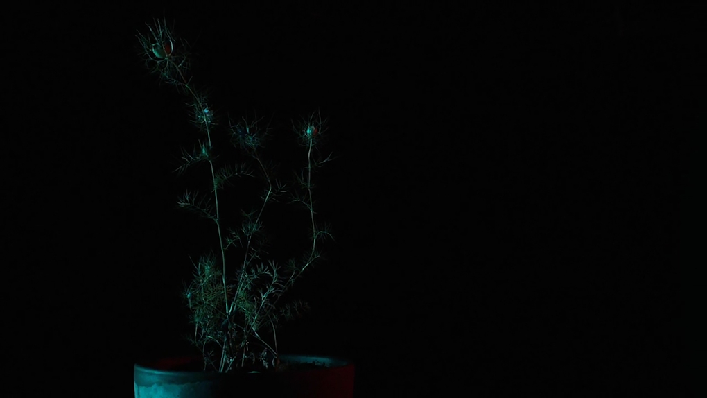 A sparse pot plant dimly lit by green light
