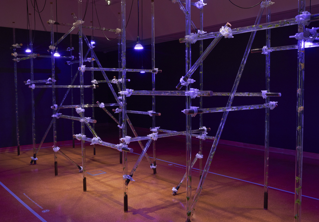 Miranda Bellamy and Amanda Fauteux, Pavilion (2025). Installation view, Radicant, Hocken Gallery, Ōtepoti Dunedin, 2025. Image courtesy of Hocken Collections Te Uare Taoka o Hākena.