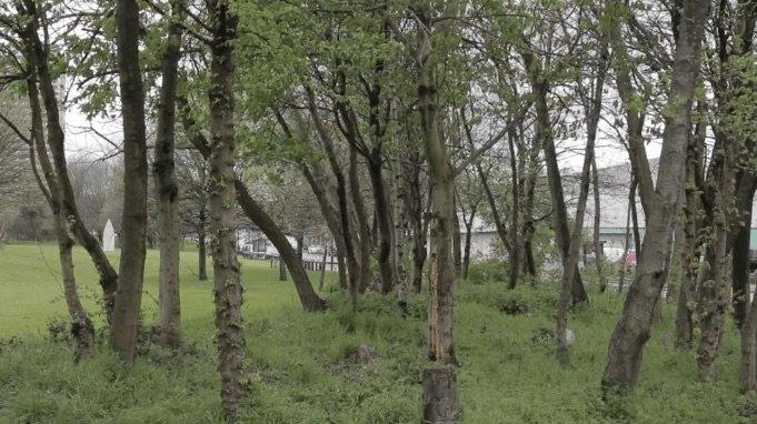 A green forest of trees on a grey day