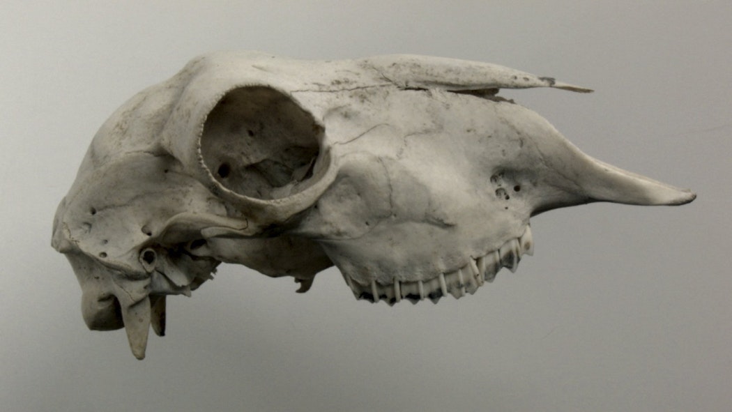 An dry white animal skull hovers against a plain white background.