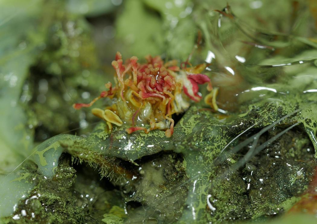 A peach coloured flower pollen-like form sits within a toxic acid-green environment. The image is very textural, wet and gooey.