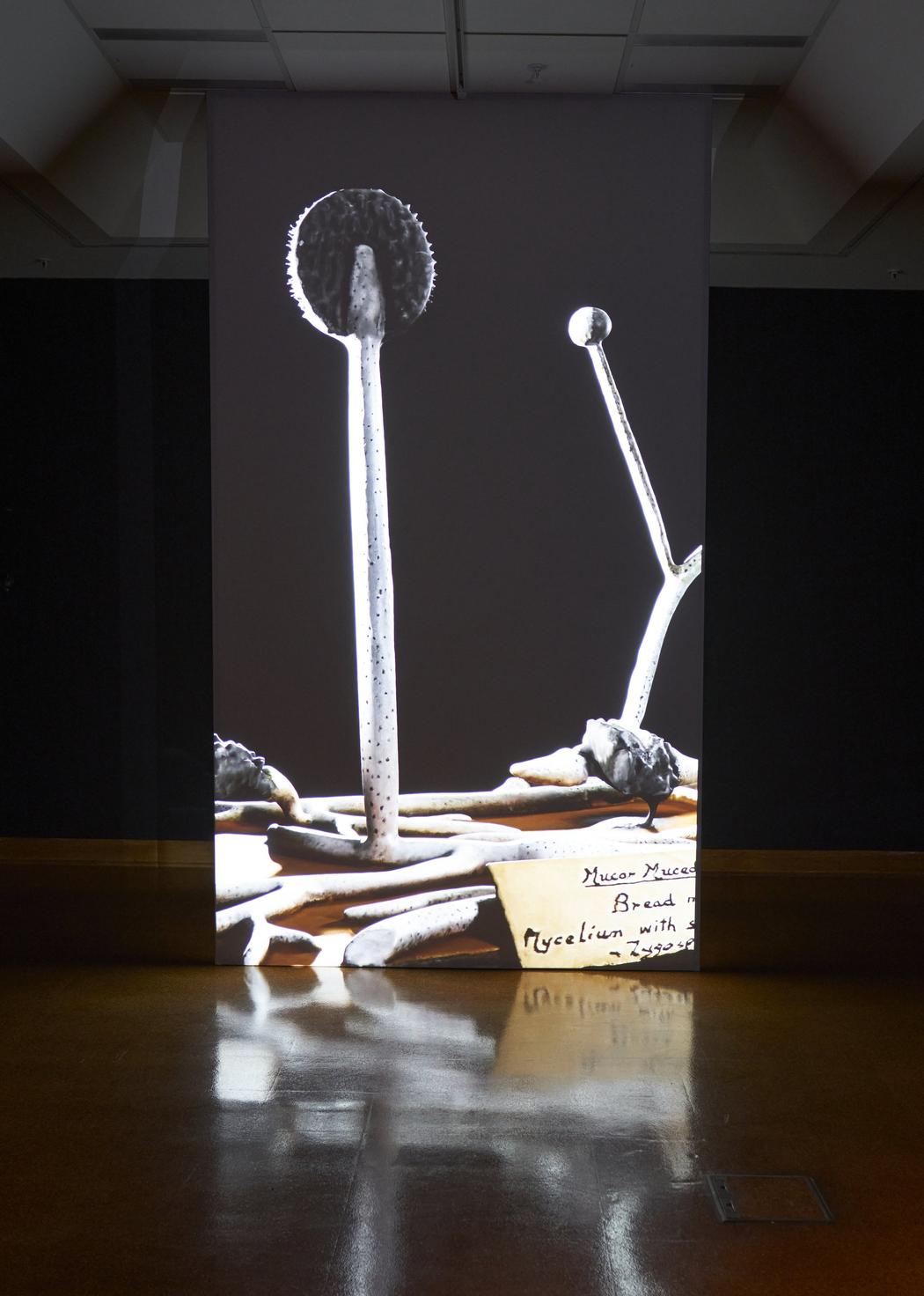 Miranda Bellamy and Amanda Fauteux with Colleen Coco Collins, Radicant (2024). Installation view, Hocken Gallery, Ōtepoti Dunedin, 2025