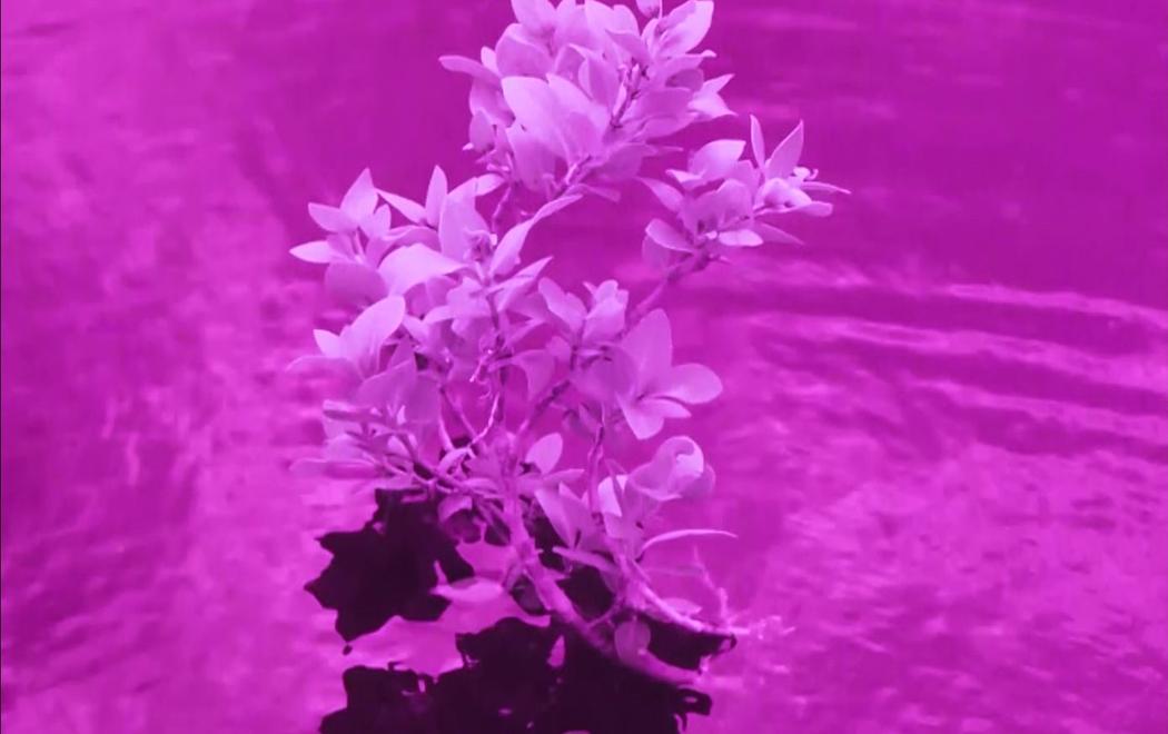 A flower floats on the surface of water, all pink-hued