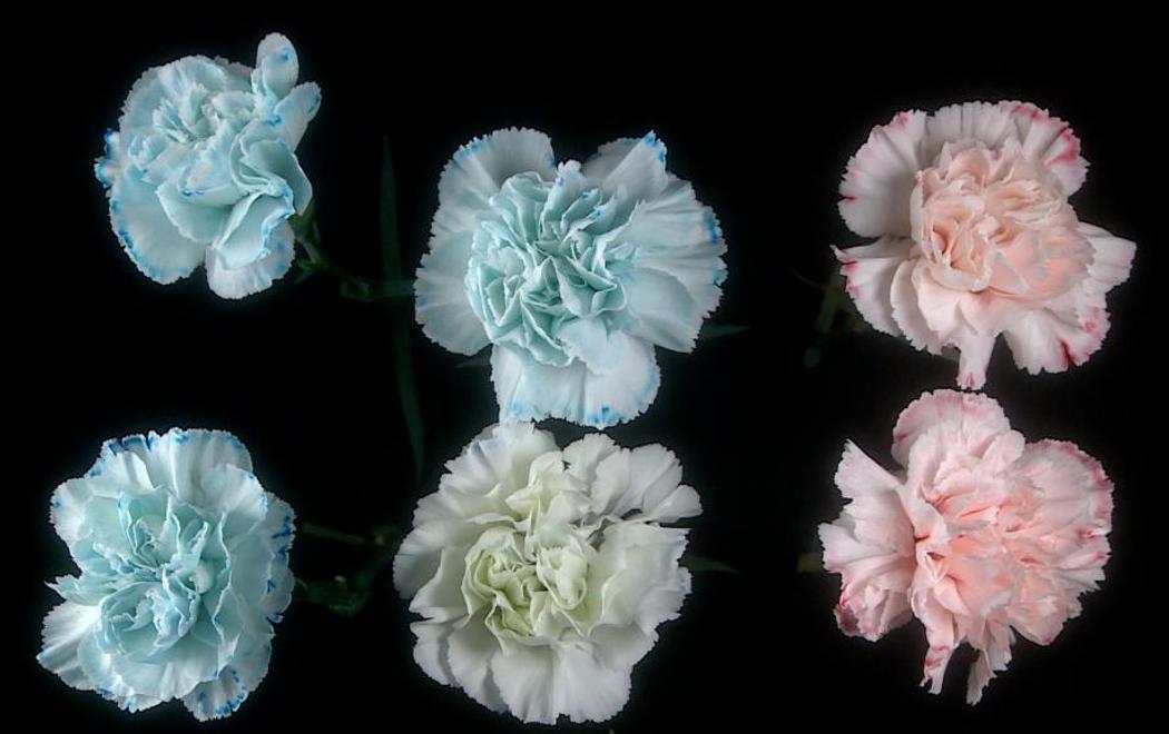Blue and pink flowers blooming