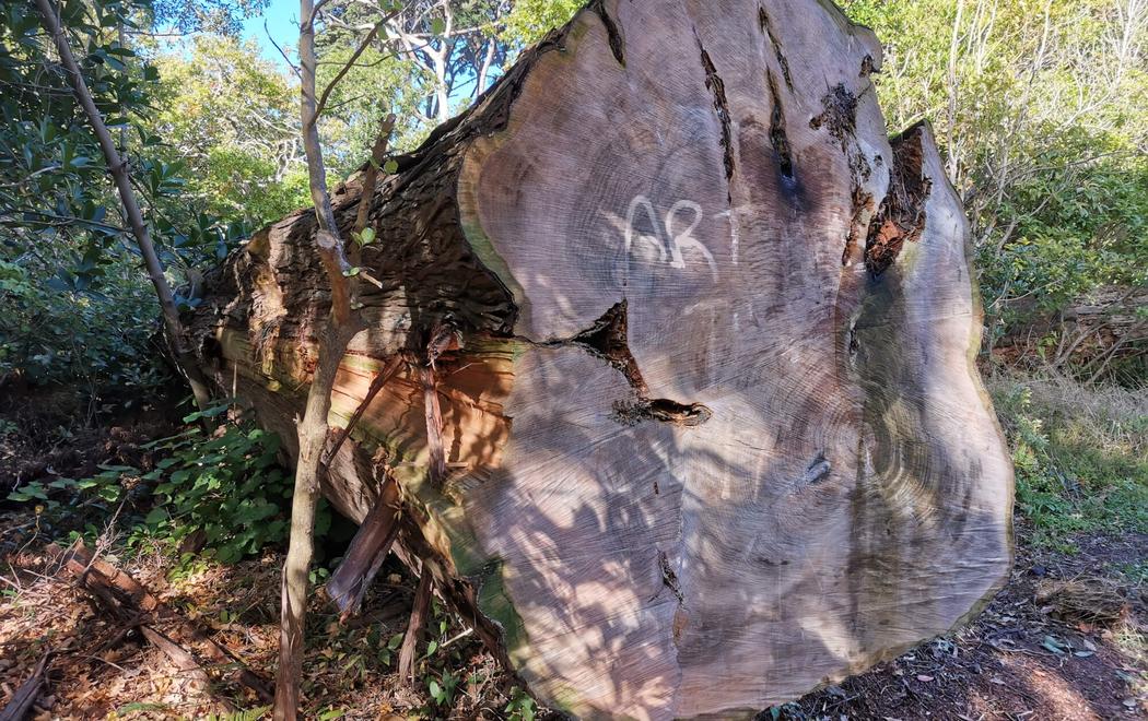 A long tree has been cut at the stump and has fallen in the forest, at the base of the tree on the exposed wood the word 'art' has been painted.