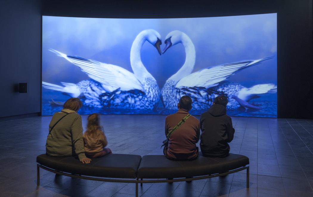 In the hushed darkness of an art gallery four people sit and watch two animated swans bend their necks towards each other, forming the shape of a heart.