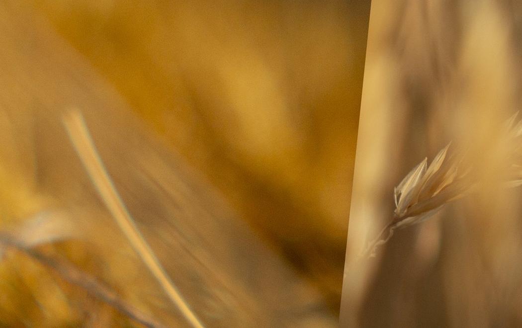 A close up of wheat growing in a golden field, with a blurred background the image has a dreamy feel