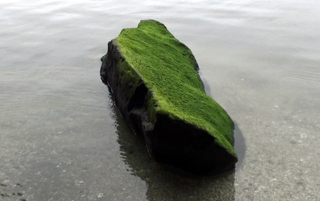 A mossy rock sits within a body of water which is either an ocean or lake.