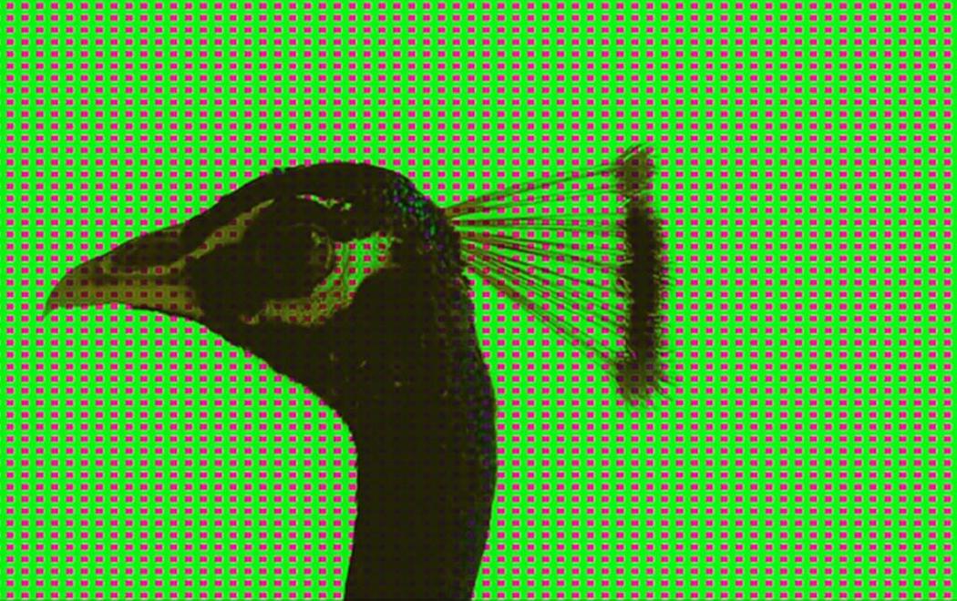 The head of a peacock is superimposed over a green background punctuated by a grid of pink squares.