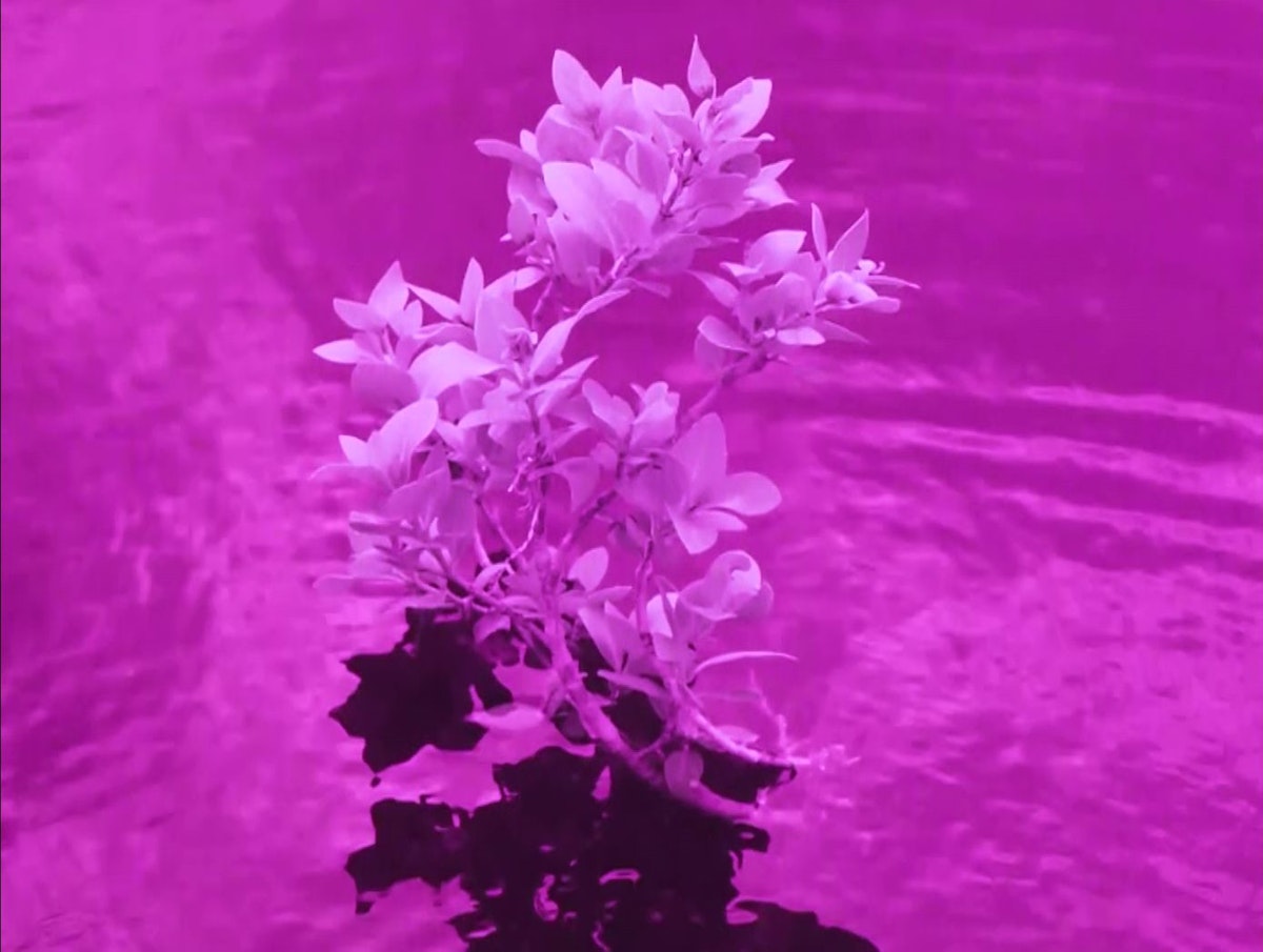 A flower floats on the surface of water, all pink-hued