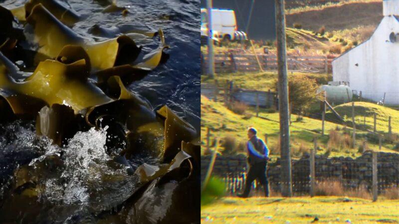 This is a composite image from two sources. At left is thick seaweed on the top of the sea, at right a man walks across a rural field with his arms clasped behind his back.