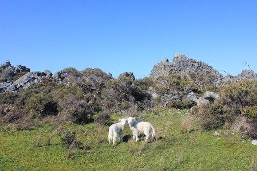 Two lambs glance a look back at the camera when heading towards a green rocky landscape