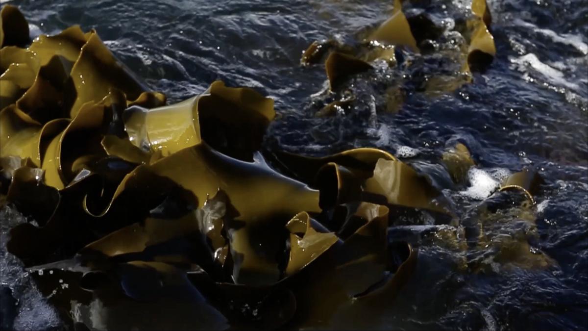 Close up of thick seaweed in the ocean