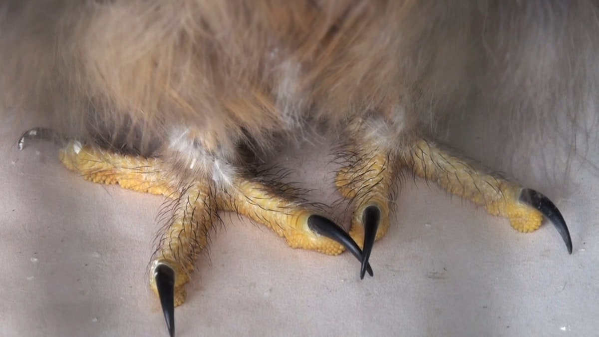 A close up of an Owl's hairy feet