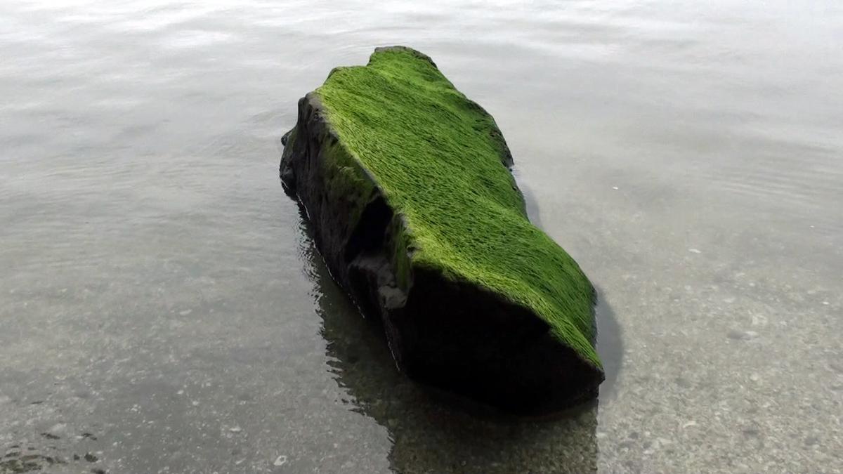 A mossy rock sits within a body of water which is either an ocean or lake.