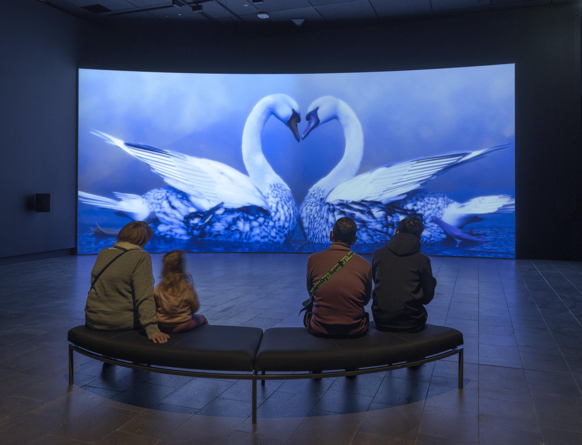 In the hushed darkness of an art gallery four people sit and watch two animated swans bend their necks towards each other, forming the shape of a heart.