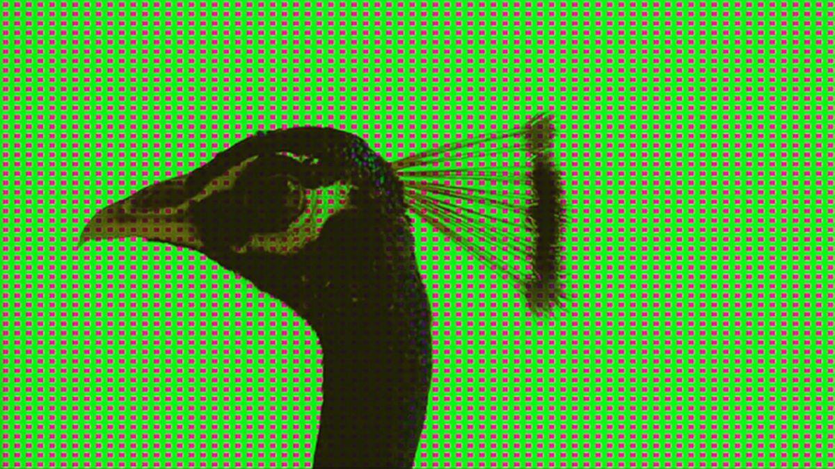 The head of a peacock is superimposed over a green background punctuated by a grid of pink squares.