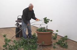 In a gallery a man cuts the leaves off a branch, they're scattered around the floor.