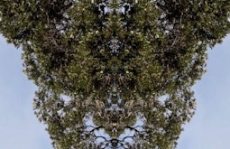 A mirrored image of a tree against the sky.