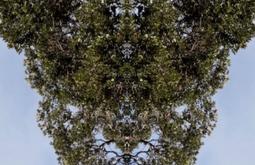 A mirrored image of a tree against the sky.