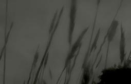 In black and white, wheat seed heads move in the wind.