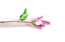 A pink rose rests in a hand with the stem sitting on their forearm.