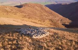 A flock of sheep are gathered at the top of a hill at sunset.