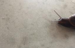 A snail crawls along a grey tabletop.