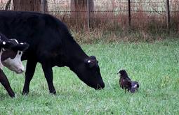 Two cows approach a small dark kahu.